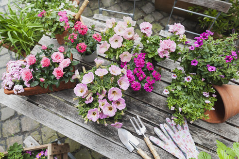 Gartenarbeit, Pflanzung von Sommerblumen, Petunie, Eisenkraut, Geranie, Impatiens walleriana, Rose, Rosaceae - GWF05322