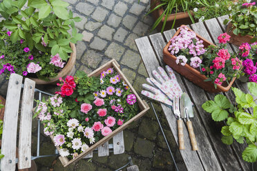 Gartenarbeit, Pflanzung von Sommerblumen, rosafarbene Farbauswahl, Holzkiste - GWF05323