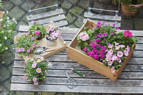 Gartenarbeit, Pflanzung von Sommerblumen - GWF05327