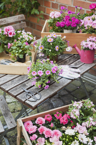 Gartenarbeit, Pflanzung von Sommerblumen, lizenzfreies Stockfoto