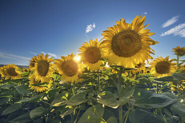 Sonnenblumenfeld gegen die Sonne - DHCF00165