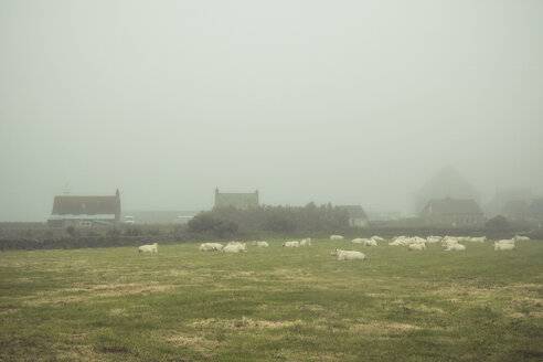 France, Goury, cattle herd on meadow, fog - DWIF00879