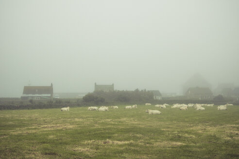 Frankreich, Goury, Rinderherde auf Wiese, Nebel - DWIF00879