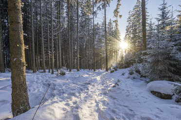 Deutschland, Sachsen-Anhalt, Nationalpark Harz, Abendwanderung - PVCF01180