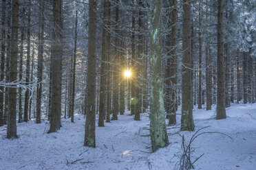Deutschland, Sachsen-Anhalt, Nationalpark Harz, Winterwald am Abend - PVCF01181