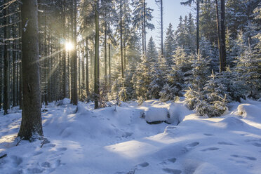 Deutschland, Sachsen-Anhalt, Nationalpark Harz, Winterwald am Abend - PVCF01182