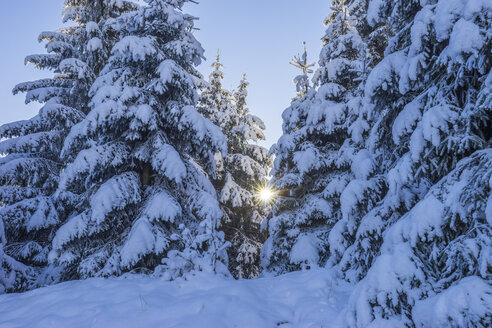 Deutschland, Niedersachsen, Nationalpark Harz, schneebedeckte Bäume am Morgen - PVCF01198