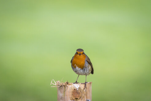 Schottland, Europäisches Rotkehlchen, Erithacus rubecula - SMAF00884