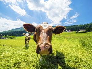 Austria, Salzkammergut, cow on meadow, looking at camera - AMF05551