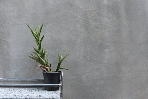 Kaktuspflanze vor grauer Wand - IGGF00227