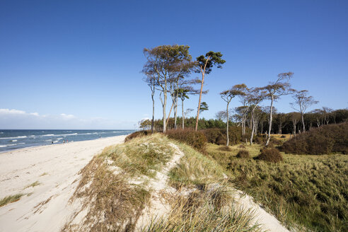 DarssDeutschland, Mecklenburg-Vorpommern, Fischland-Darss-Zingst, Darss, Nationalpark Vorpommersches Haffgebiet, Ostsee, Strand - WIF03469