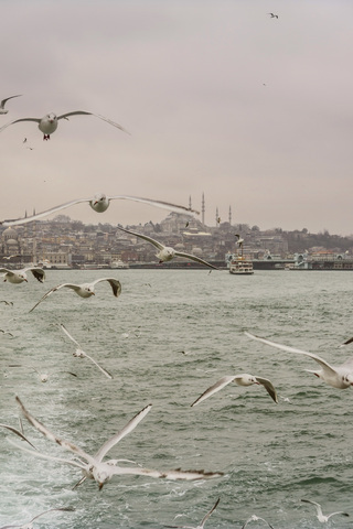 Turkey, Istanbul, Cityview with Suleymaniye Mosque, seagulls in foreground stock photo