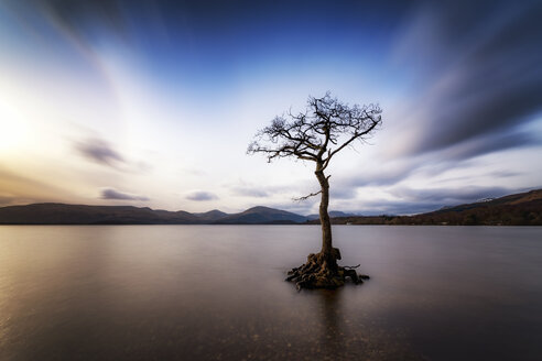 Großbritannien, Schottland, Loch Lomond, Milarrochy Bay, Einsamer Baum - SMAF00898