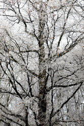 Deutschland, Baum im Winter - JTF00861