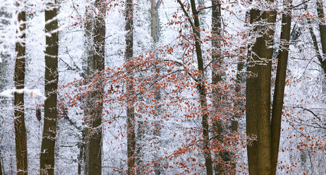 Germany, winter forest, autumn leaves - JTF00862