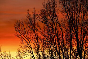 Deutschland, Abendhimmel und Bäume im Winter - JTF00865