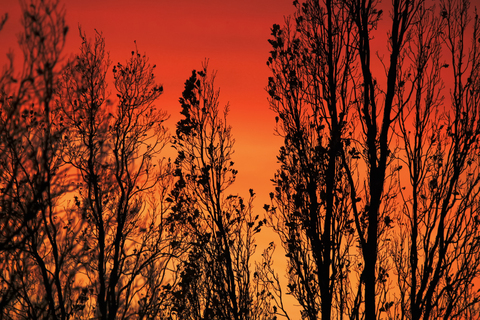 Germany, evening sky and trees in winter stock photo