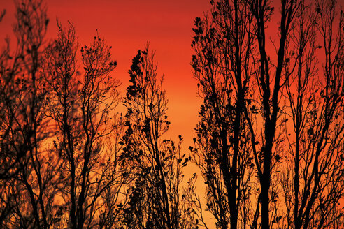 Deutschland, Abendhimmel und Bäume im Winter - JTF00866