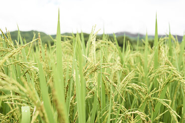 Thailand, Nahaufnahme von blühendem Reis auf einem Feld - IGGF00244