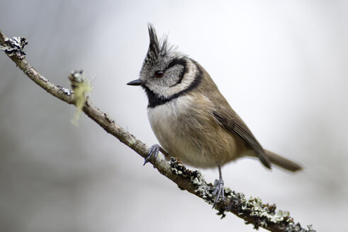 Schottland, Haubenmeise, Lophophanes cristatus - MJOF01449