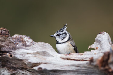 Scotland, crested tit, Lophophanes cristatus - MJOF01450