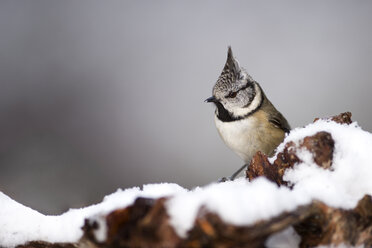 Schottland, Haubenmeise, Lophophanes cristatus - MJOF01451