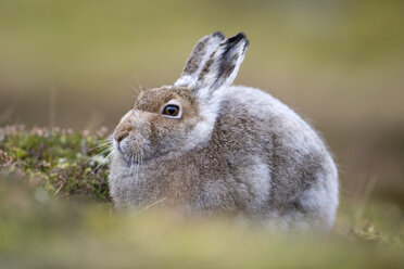 UK, Scotland, Mountain Hare - MJOF01452