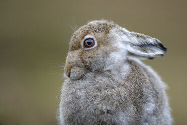 UK, Scotland, portrait of Mountain Hare - MJOF01453