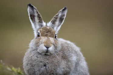 UK, Schottland, Porträt von Mountain Hare - MJOF01454