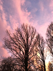 Abendlicher Himmel und Bäume im Winter - JTF00867