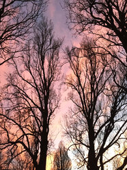 Abendlicher Himmel und Bäume im Winter - JTF00868