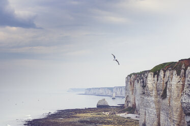 Frankreich, Haute-Normandie, bei Etretat, Alabasterküste und fliegender Vogel - DWIF00894