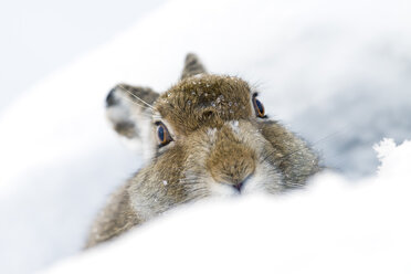 UK, Schottland, Porträt eines Schneehasen im Schnee - MJOF01456