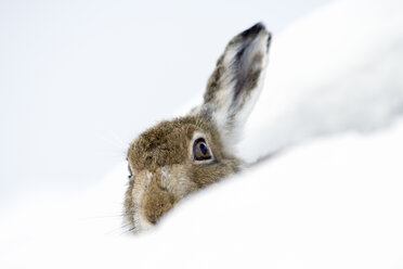 UK, Scotland, Mountain Hare in snow - MJOF01457