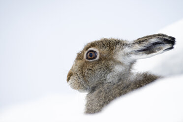 UK, Scotland, portrait of Mountain Hare in snow - MJOF01458