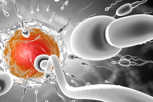 3D gerenderte Illustration, Visualisierung von Spermien, die zu einer Eizelle rasen, um sie zu befruchten - SPCF00266