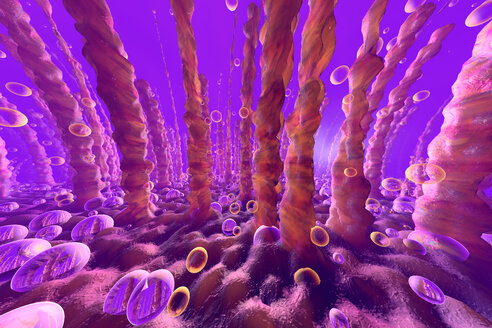 3D-Darstellung von Lungen- oder Leberzellen mit darin schwimmenden Sauerstoffblasen - SPCF00267
