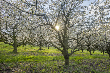 Germany, Saxony-Anhalt, Wernigerode, blossoming cherry trees in the evening - PVCF01231