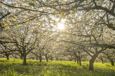 Germany, Saxony-Anhalt, Wernigerode, blossoming cherry trees in the evening - PVCF01232