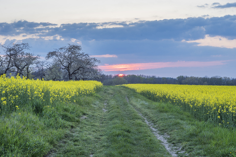 Deutschland, Sachsen-Anhalt, Wernigerode, Feldweg und Rapsfelder am Abend, lizenzfreies Stockfoto