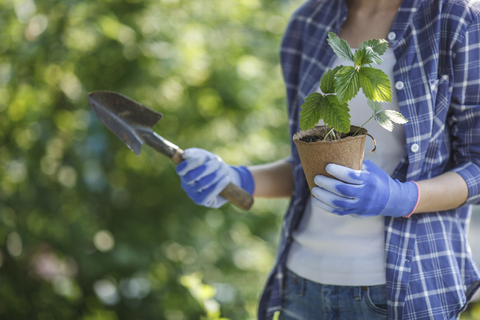 Gärtnerin mit Handkelle und Erdbeerpflanze, lizenzfreies Stockfoto