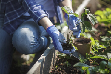 Young woman planting strawberry plant in garden - VPIF00275