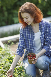 Female gardener harvesting strawberries - VPIF00280