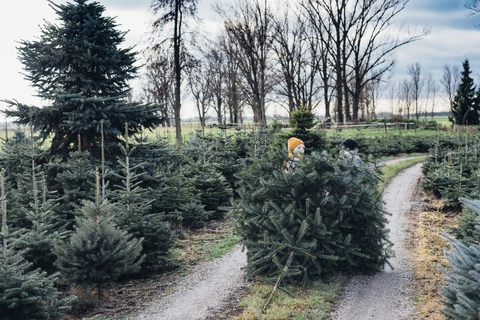 Bruder und Schwester suchen einen Weihnachtsbaum auf einem Bauernhof aus und bringen ihn nach Hause, lizenzfreies Stockfoto