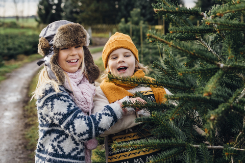 Bruder und Schwester wählen einen Tannenbaum auf einer Weihnachtsbaumfarm aus, lizenzfreies Stockfoto