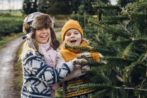 Bruder und Schwester wählen einen Tannenbaum auf einer Weihnachtsbaumfarm aus - MJF02207