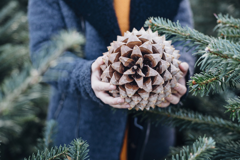 Little boy standing among fir trees, holding pine cone stock photo