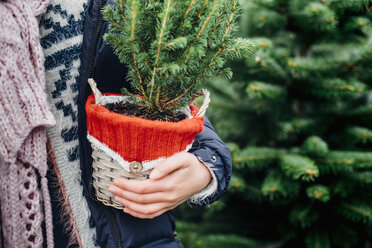 Girl holding potted Christmas tree, close up - MJF02249