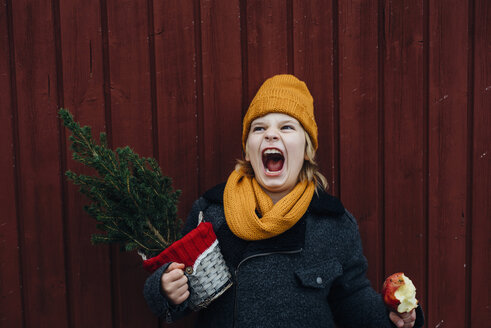 Laughing boy standing in front of wooden wall with potted Chritsmas tree and candied apple - MJF02252
