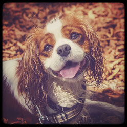 Cavalier King Charles Spaniel - PUF00981